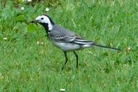 Motacilla alba