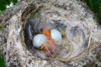 Carduelis carduelis