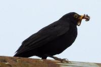 Turdus merula