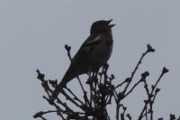 Fringilla coelebs