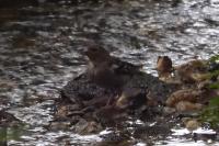Fringilla coelebs