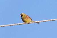 Emberiza cirlus