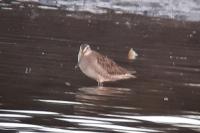Limnodromus scolopaceus