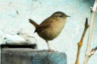 Troglodytes troglodytes