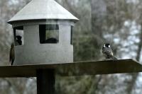 Periparus ater