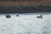 Mergus merganser