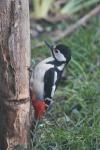 Dendrocopos major