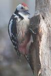 Dendrocopos medius