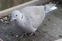 Streptopelia decaocto