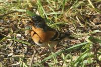 Fringilla montifringilla