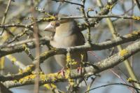 Coccothraustes coccothraustes