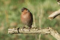 Fringilla coelebs
