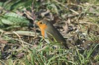 Erithacus rubecula