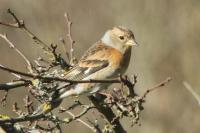 Fringilla montifringilla
