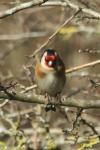 Carduelis carduelis