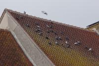 Columba livia