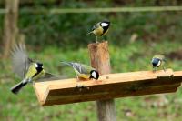 Parus major