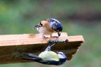Cyanistes caeruleus
