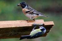 Fringilla montifringilla