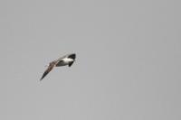 Larus michahellis