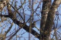 Turdus philomelos