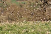 Fringilla coelebs