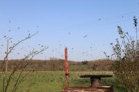 Fringilla coelebs