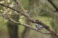 Motacilla alba