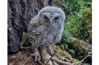 Strix aluco