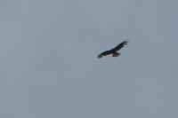 Buteo buteo