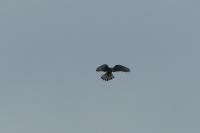 Falco tinnunculus