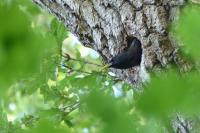 Sturnus vulgaris
