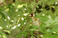 Carduelis carduelis