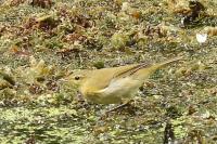 Phylloscopus collybita
