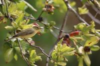 Phylloscopus trochilus