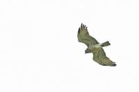 Circaetus gallicus