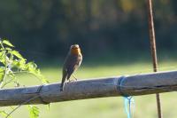 Erithacus rubecula