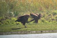 Haliaeetus albicilla