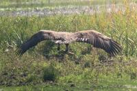 Haliaeetus albicilla