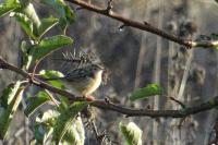Cisticola juncidis