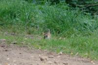 Turdus pilaris