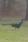 Pavo cristatus