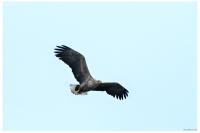 Haliaeetus albicilla