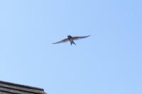 Hirundo rustica