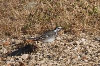 Motacilla alba