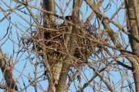 Corvus corone