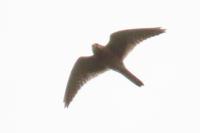 Falco tinnunculus