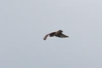 Buteo buteo
