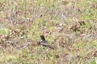 Turdus torquatus