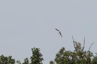 Pandion haliaetus